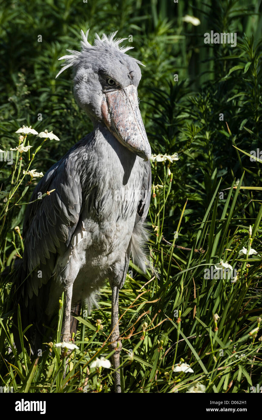 ShoeBillStork001