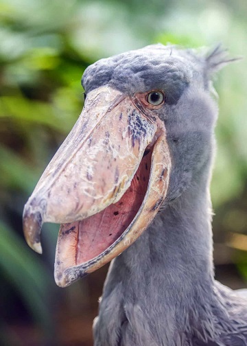 ShoeBillStork002