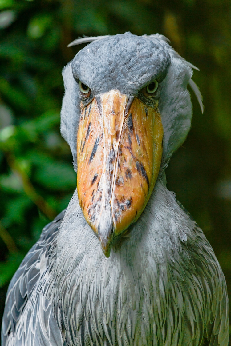 ShoeBillStork003